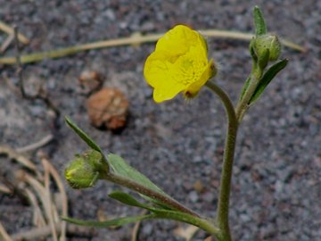 Ranuncolo